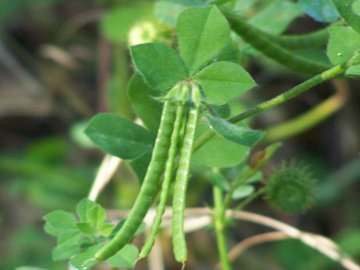 Lotus ornithopodioides